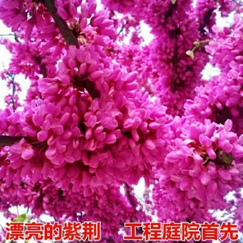 紫荆树苗紫荆小苗紫荆苗紫荆花树苗庭院室外满条红四季风景