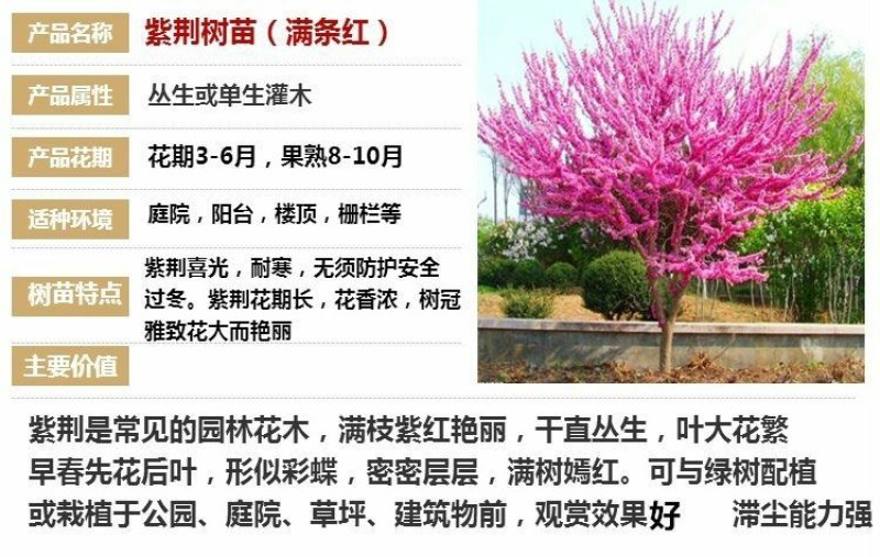 紫荆树苗紫荆小苗紫荆苗紫荆花树苗庭院室外满条红四季风景