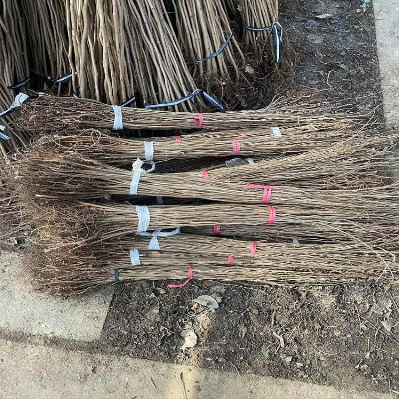 紫荆树苗紫荆小苗紫荆苗紫荆花树苗庭院室外满条红四季风景