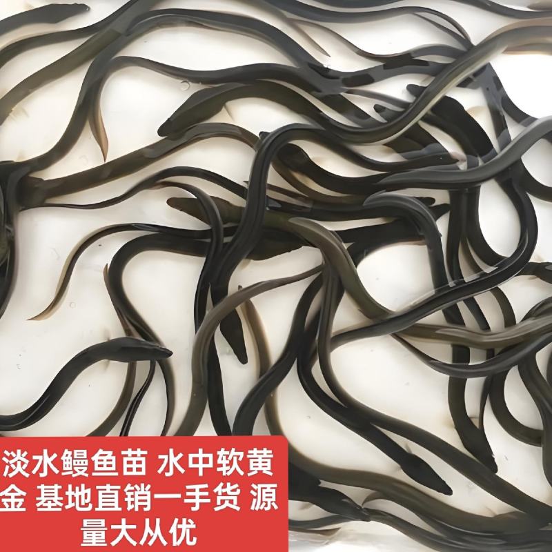 淡水鳗鱼苗花鳗鱼日本鳗鱼基地直销一手货源提供技术指导