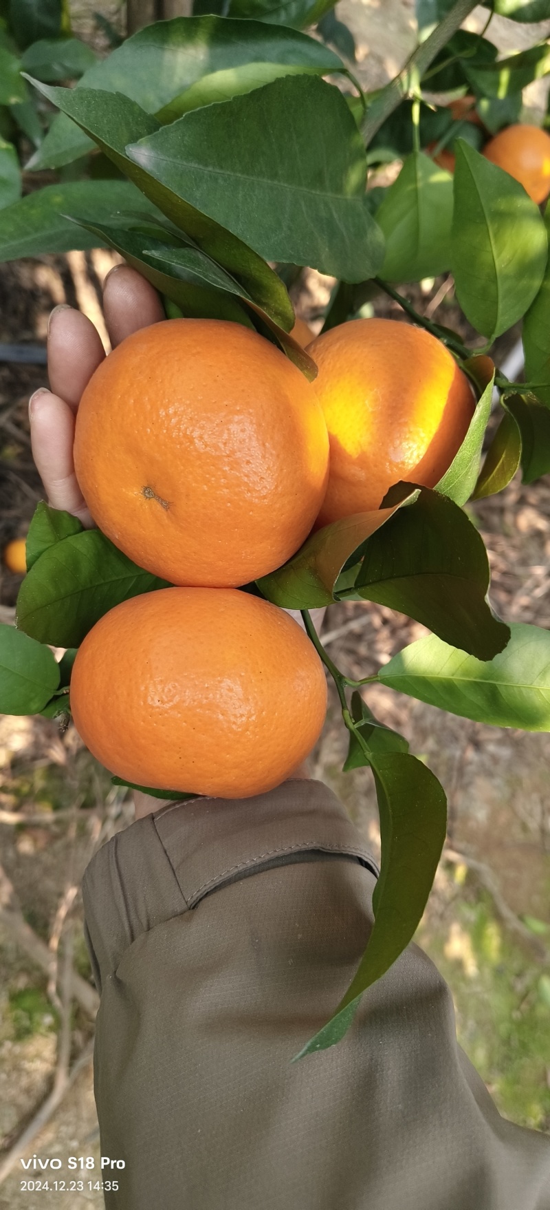 沃柑