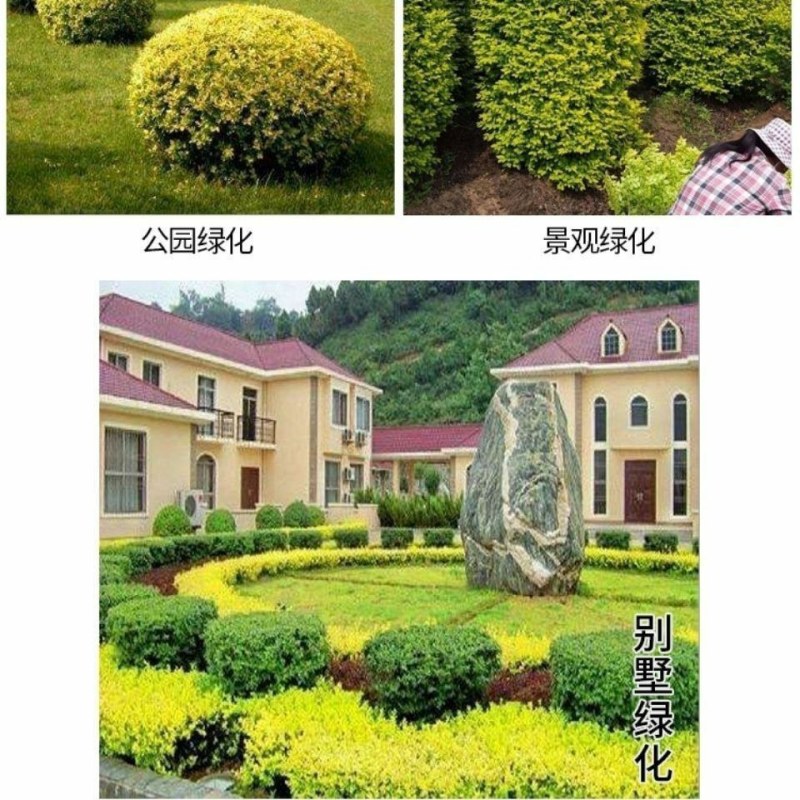 金叶女贞球园林绿化庭院球形植物小叶女贞树苗金森女贞苗四季
