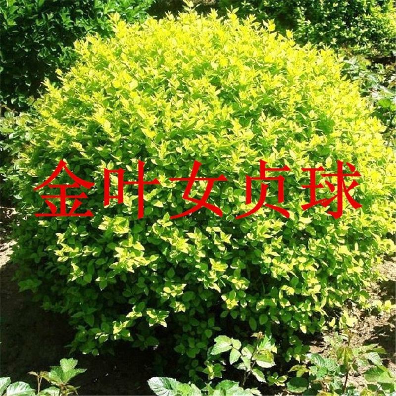 金叶女贞球园林绿化庭院球形植物小叶女贞树苗金森女贞苗四季