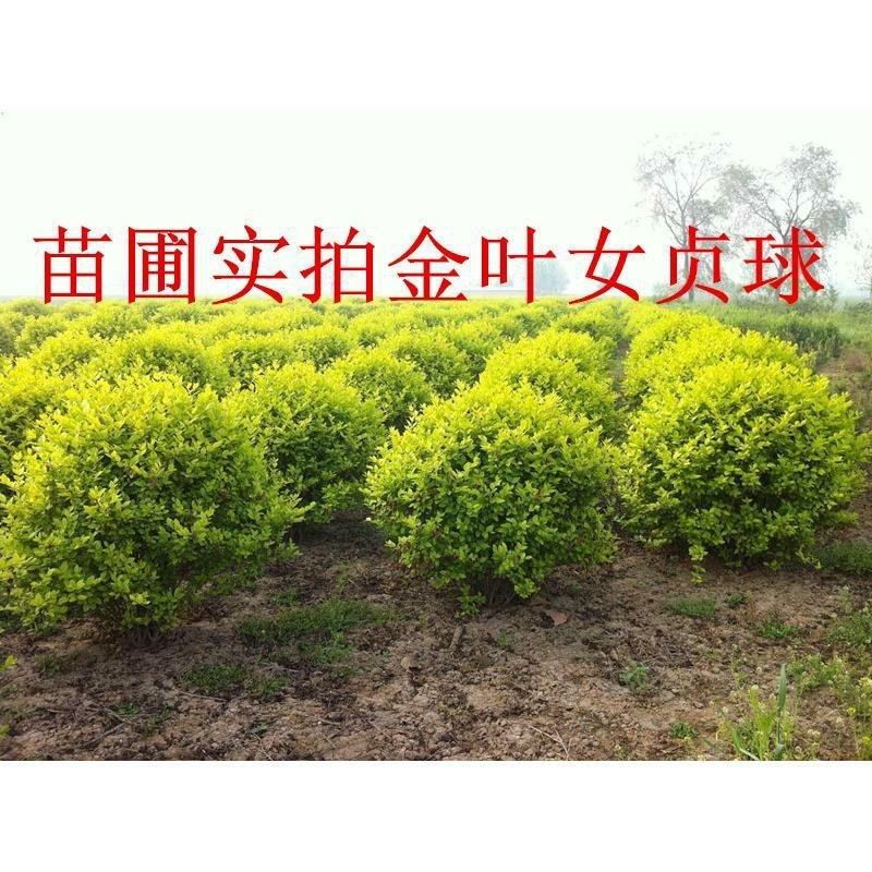 金叶女贞球园林绿化庭院球形植物小叶女贞树苗金森女贞苗四季