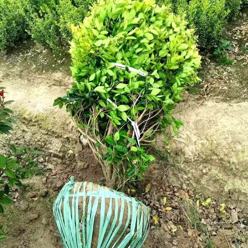 金叶女贞球园林绿化庭院球形植物小叶女贞树苗金森女贞苗四季