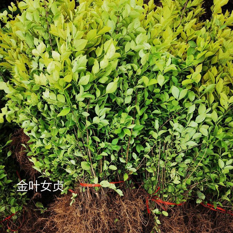 金叶女贞球园林绿化庭院球形植物小叶女贞树苗金森女贞苗四季