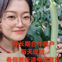 精品丝瓜货源，产地直发，供档口，市场，商超，平台