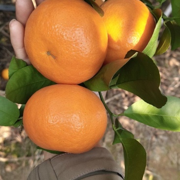 沃柑
