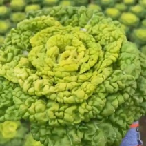 黄心菜