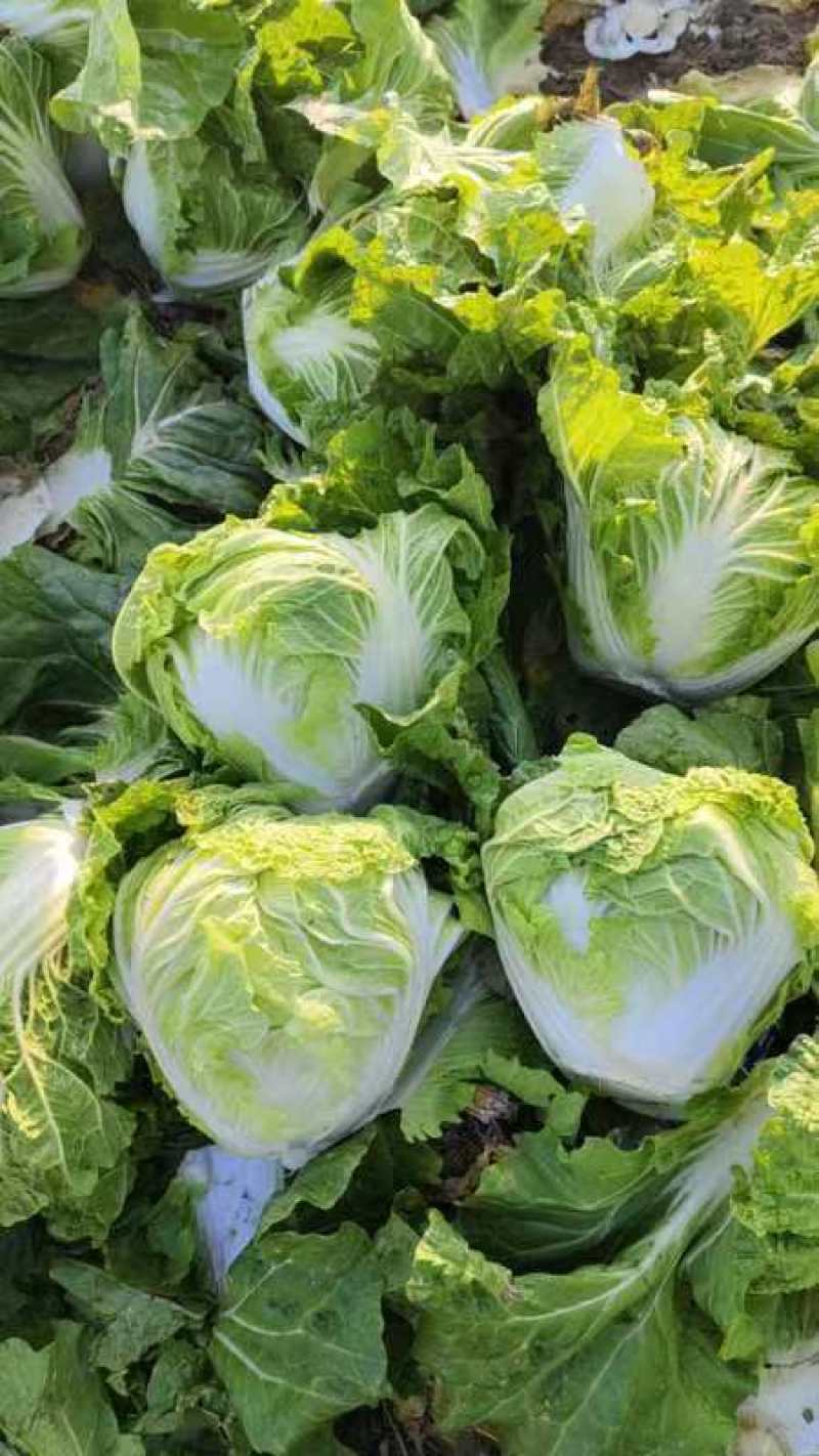 精品秦白2号白菜质量高专业打包可发往各大市场可视频