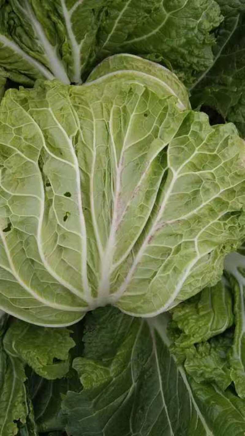 精品秦白2号白菜质量高专业打包可发往各大市场可视频
