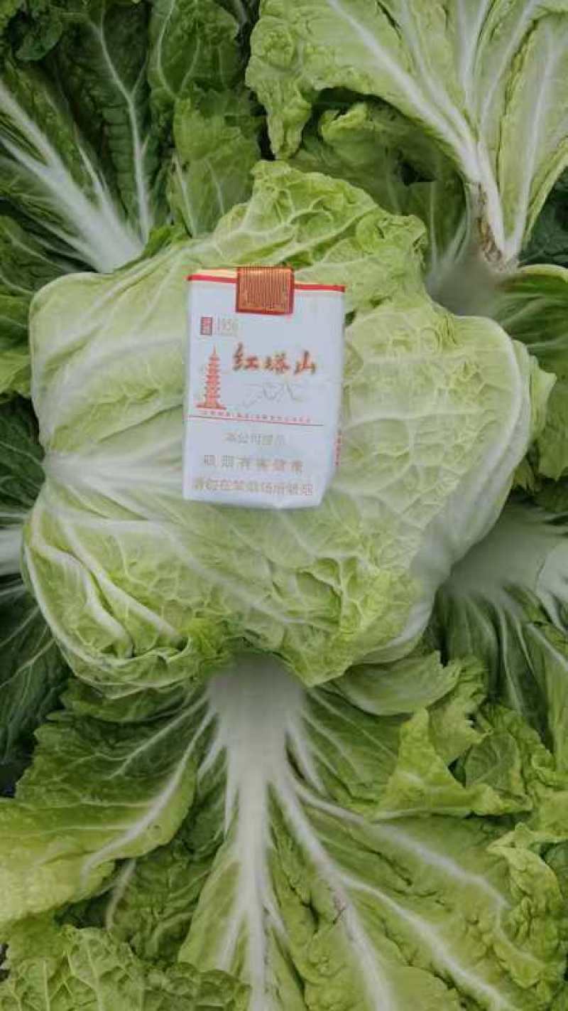 精品秦白2号白菜质量高专业打包可发往各大市场可视频