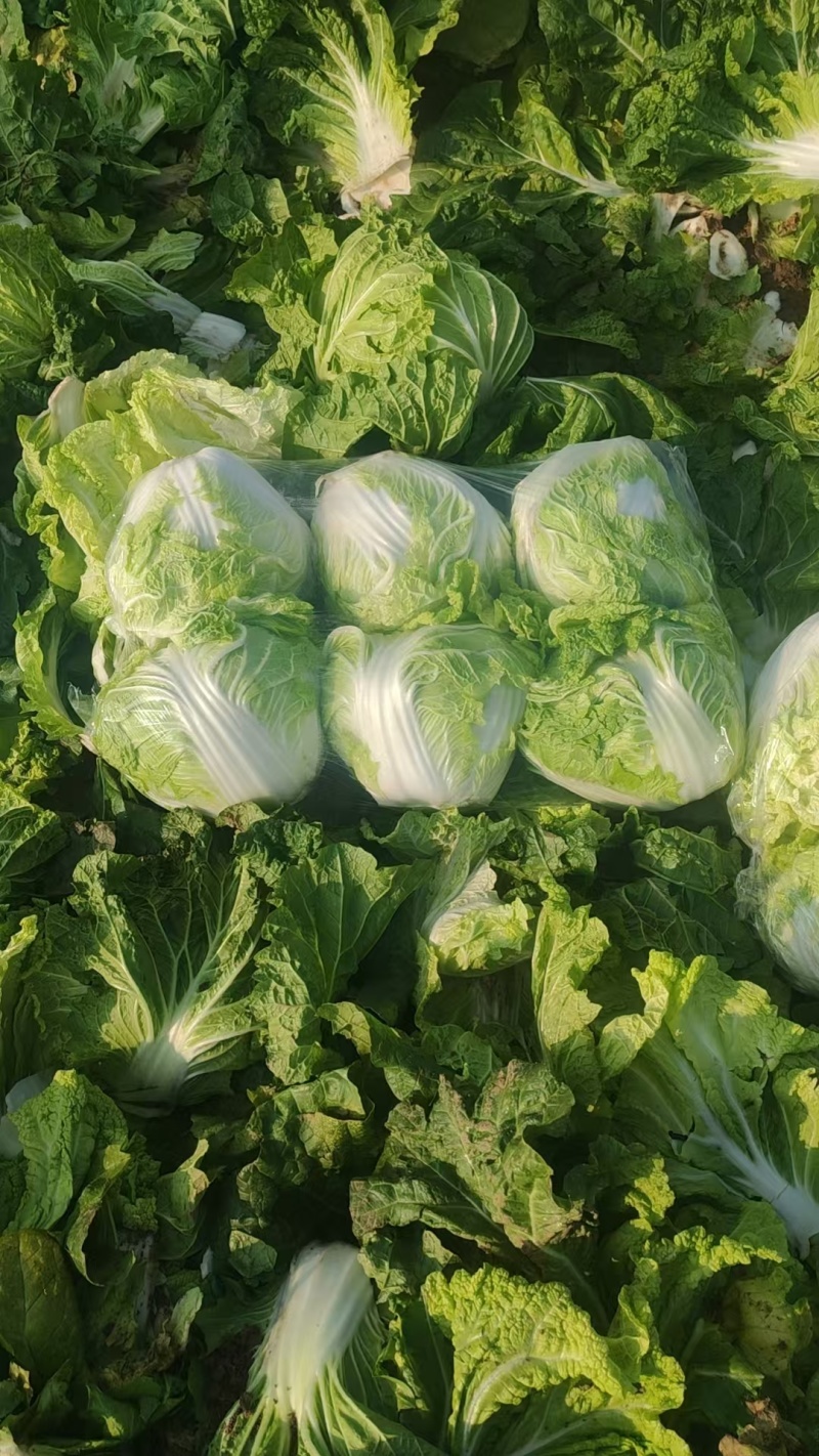 精品秦白2号白菜质量高专业打包可发往各大市场可视频