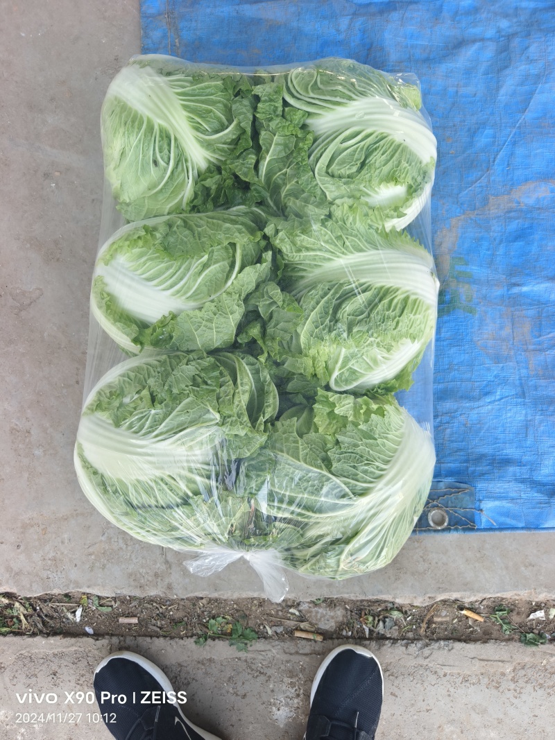 精品秦白2号白菜质量高专业打包可发往各大市场可视频