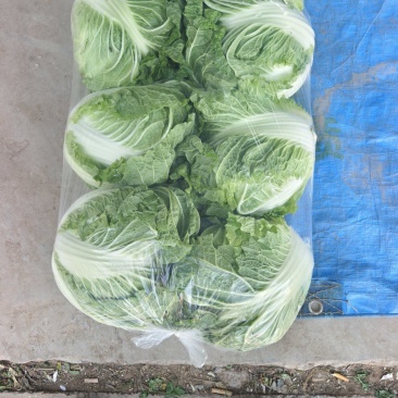 精品秦白2号白菜质量高专业打包可发往各大市场可视频