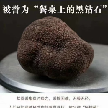 黑松露货源稳定新货冻货均有