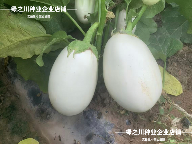 秦茄白冠茄子种子早熟白皮白肉卵圆茄抗病高产白色灯泡茄种子
