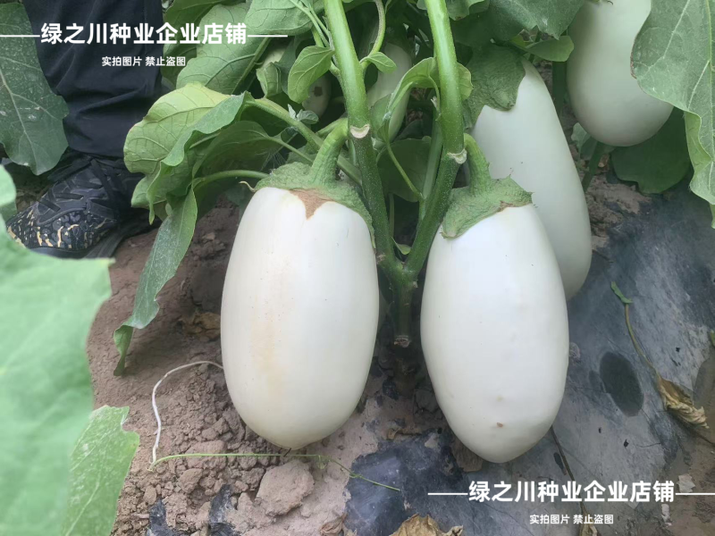 秦茄白冠茄子种子早熟白皮白肉卵圆茄抗病高产白色灯泡茄种子