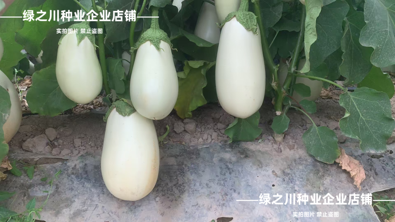 秦茄白冠茄子种子早熟白皮白肉卵圆茄抗病高产白色灯泡茄种子