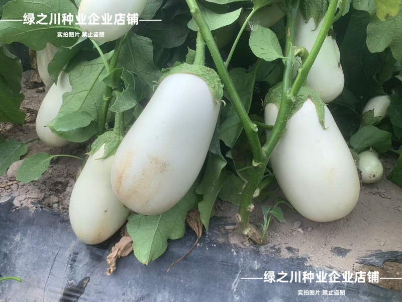 秦茄白冠茄子种子早熟白皮白肉卵圆茄抗病高产白色灯泡茄种子