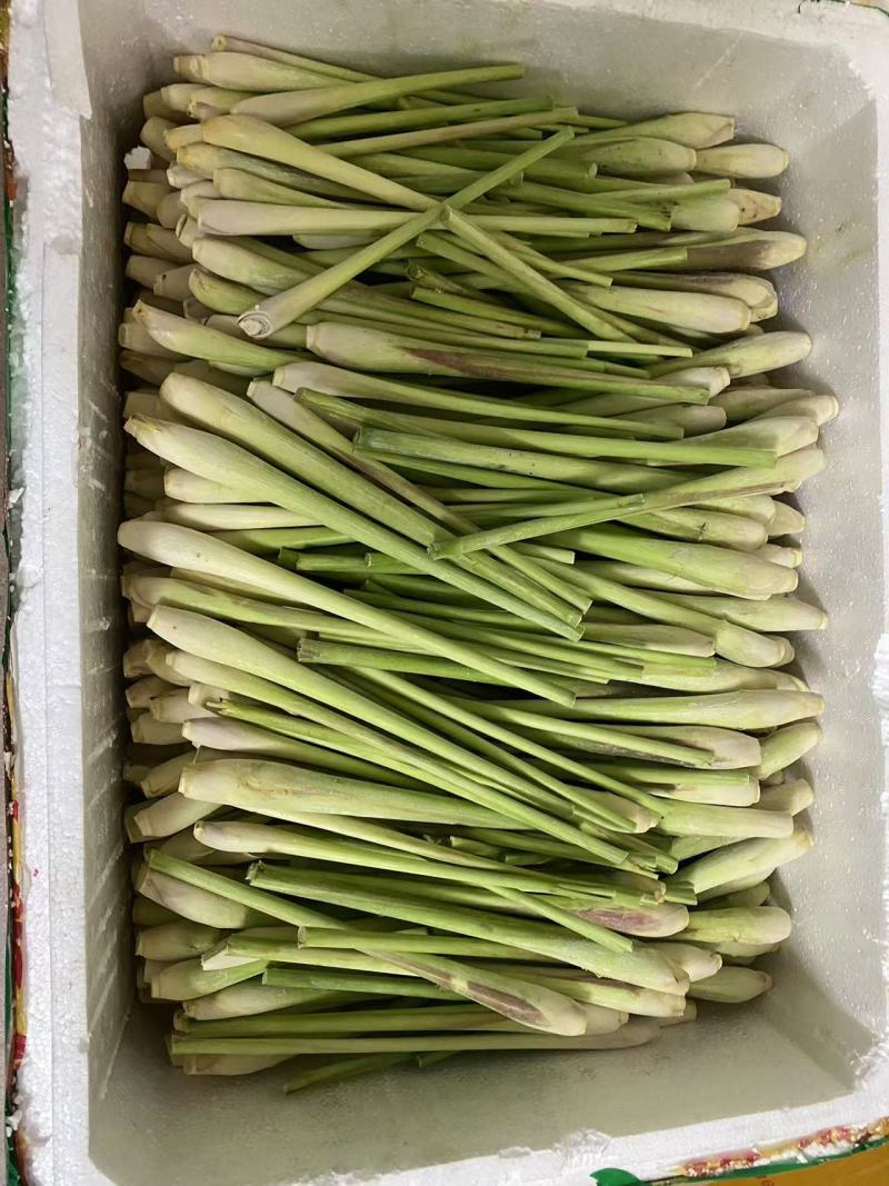 广东香茅草泰国香茅草奶茶店代发500亩产地