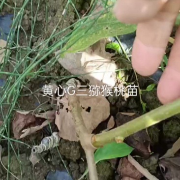 G三黄心水扬桃嫁接猕猴桃苗子