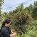 老品种金桂