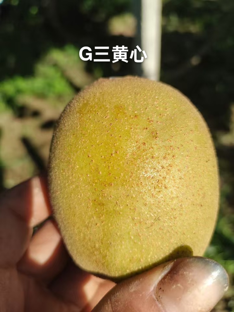 G三黄心水扬桃嫁接猕猴桃苗子