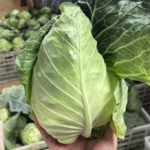 a牛心甘蓝甘蓝基地直供大量上市质量保证看货论价