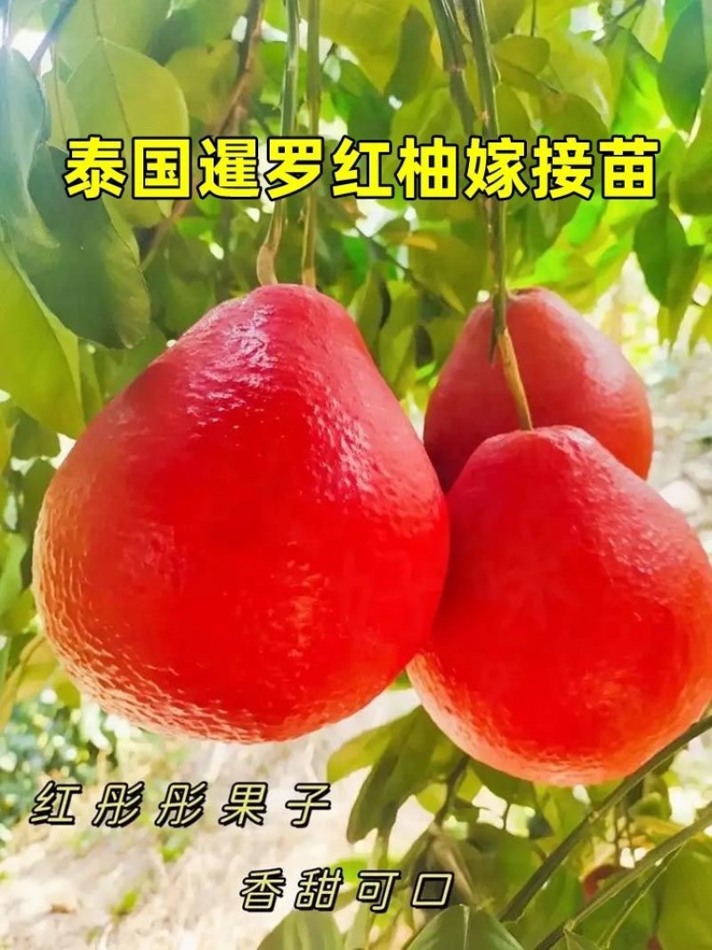 红皮红心红肉柚子苗广西容县沙田柚红宝石青柚三红蜜柚树苗