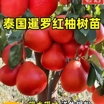 红皮红心红肉柚子苗广西容县沙田柚红宝石青柚三红蜜柚树苗
