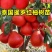 红皮红心红肉柚子苗广西容县沙田柚红宝石青柚三红蜜柚树苗