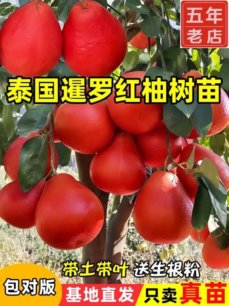 红皮红心红肉柚子苗广西容县沙田柚红宝石青柚三红蜜柚树苗