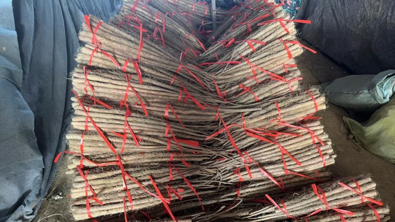 灵宝铁棍山药切片货品质保证对接全国基地直发