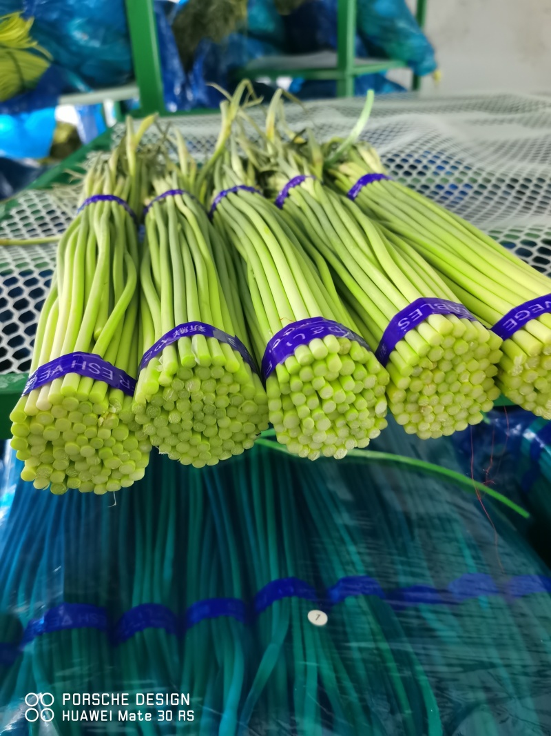 蒜苔批发总公司：赊销代发金乡县红帽蒜苔2千吨...