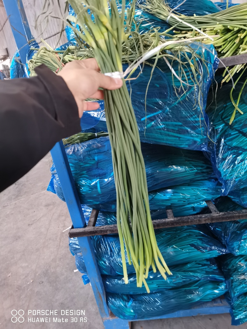 蒜苔批发总公司：赊销代发金乡县红帽蒜苔2千吨...