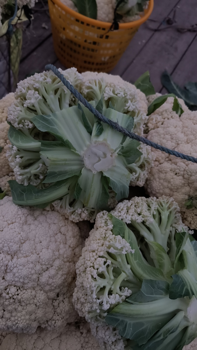 松花菜多品种大量供应！本合作社散装带套装箱配套冷库
