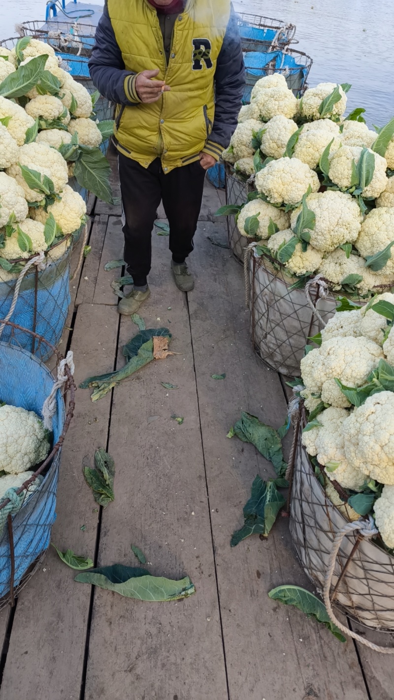 松花菜多品种大量供应！本合作社散装带套装箱配套冷库