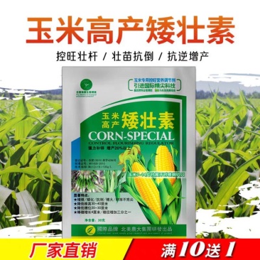 玉米矮壮素7-14片叶展开时喷喇叭口矮化植株