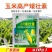 玉米矮壮素7-14片叶展开时喷喇叭口矮化植株