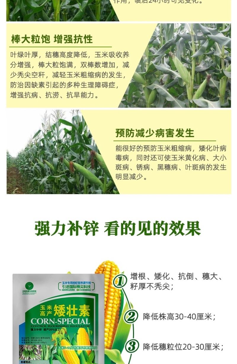 玉米矮壮素7-14片叶展开时喷喇叭口矮化植株