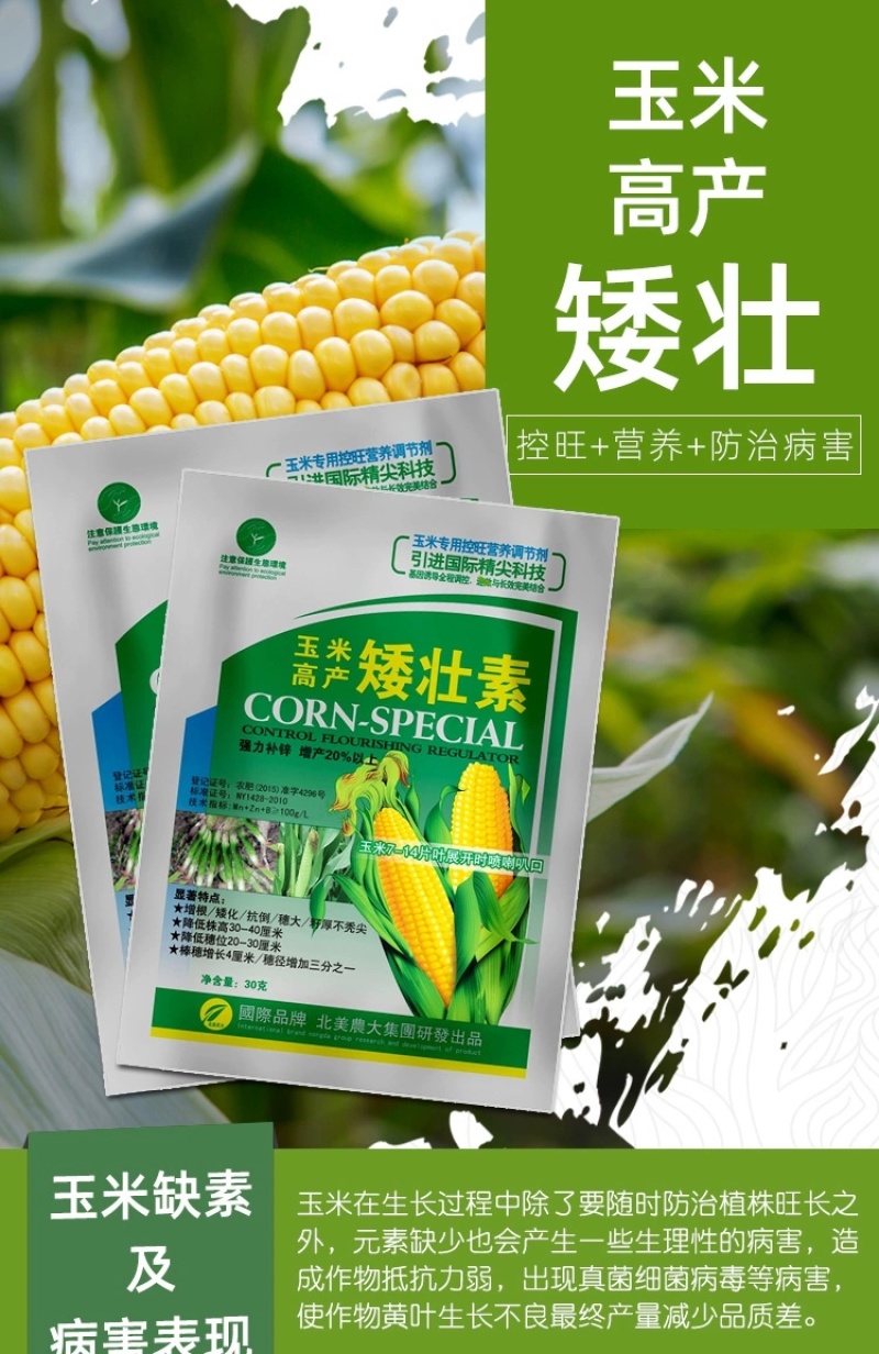 玉米矮壮素7-14片叶展开时喷喇叭口矮化植株