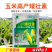 玉米矮壮素7-14片叶展开时喷喇叭口矮化植株