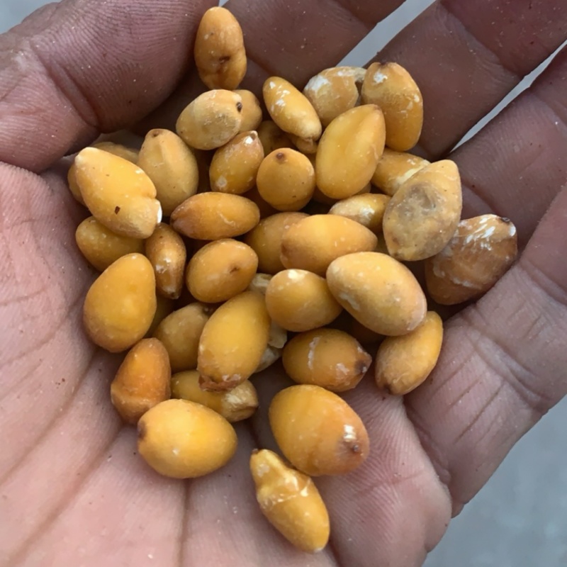 白果仁药用去壳