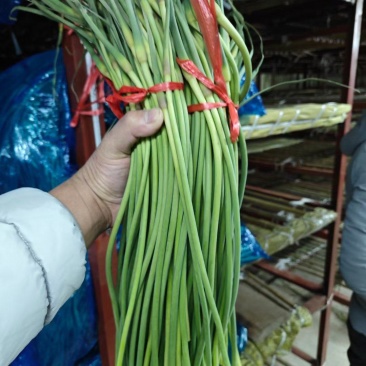 一级红帽，货好价廉，商机不容错过，需要好货的联系～