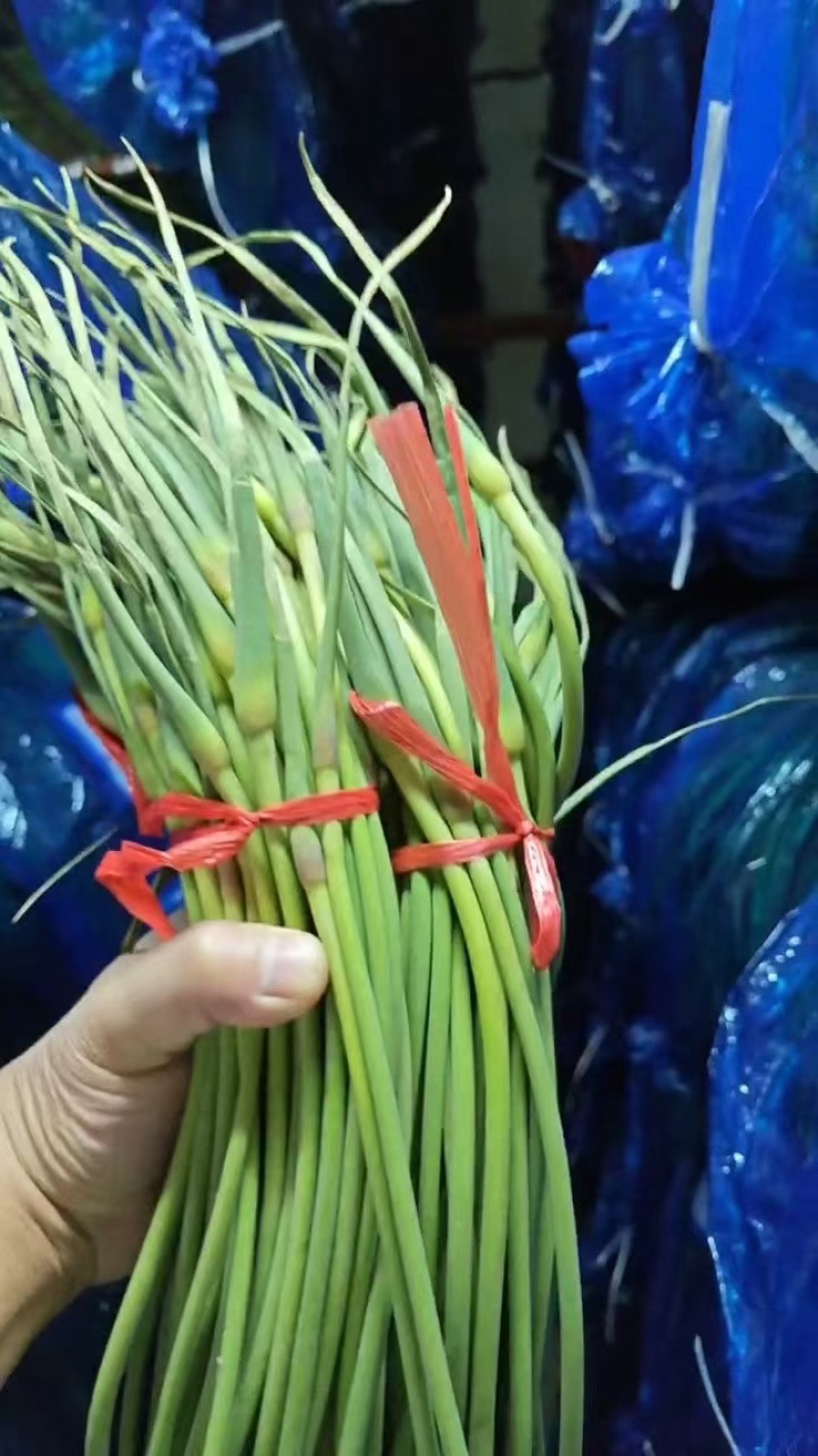 一级红帽，货好价廉，商机不容错过，需要好货的联系～