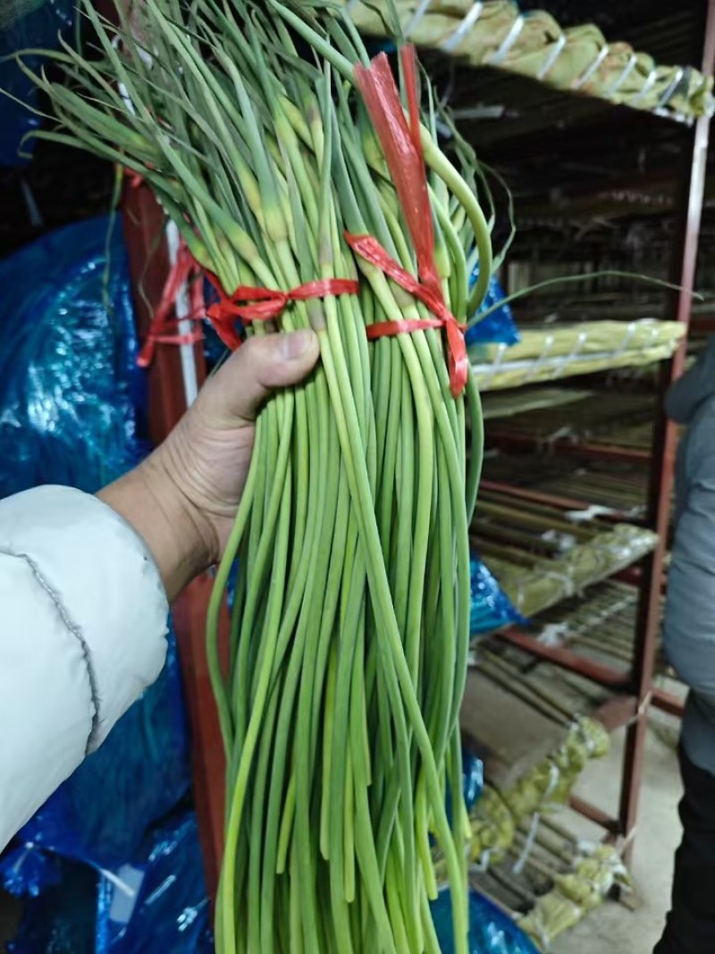 一级红帽，货好价廉，商机不容错过，需要好货的联系～