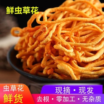 虫草花鲜货鲜湿虫草花金北蛹虫草菇孢子头菌类煲汤食材非干货