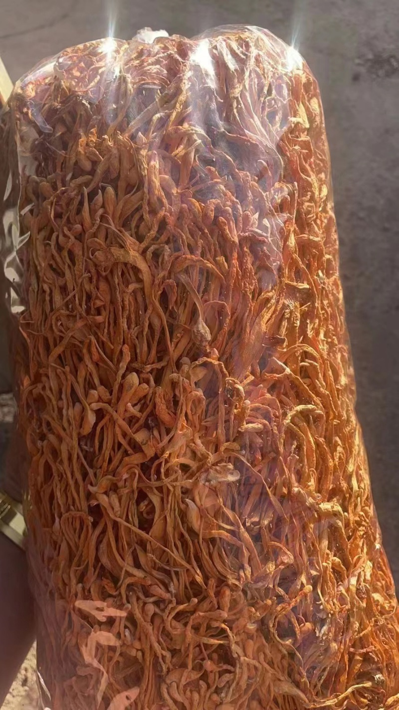 虫草花鲜货鲜湿虫草花金北蛹虫草菇孢子头菌类煲汤食材非干货