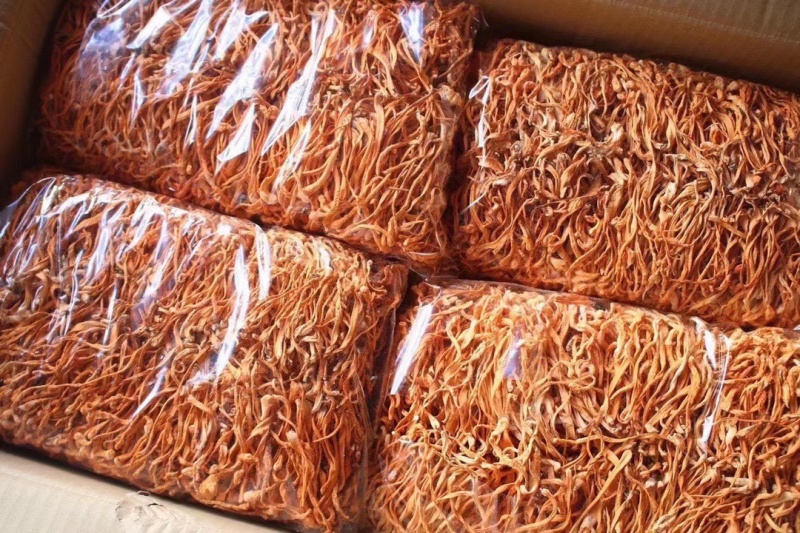 虫草花鲜货鲜湿虫草花金北蛹虫草菇孢子头菌类煲汤食材非干货